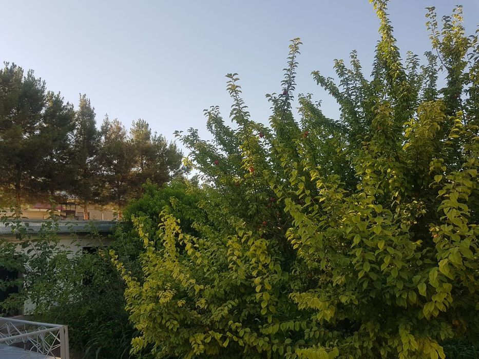 Qarshi shaxar markazida Srochni uchaska sotiladi