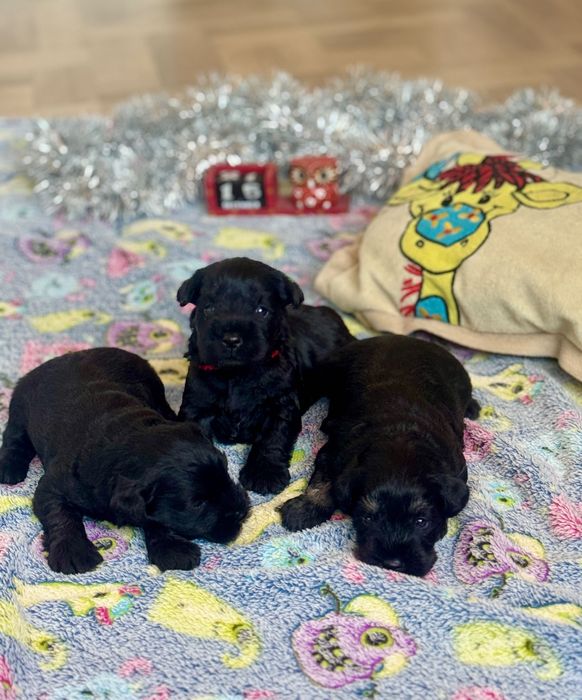 Малки цвергшнауцери търсят своя дом