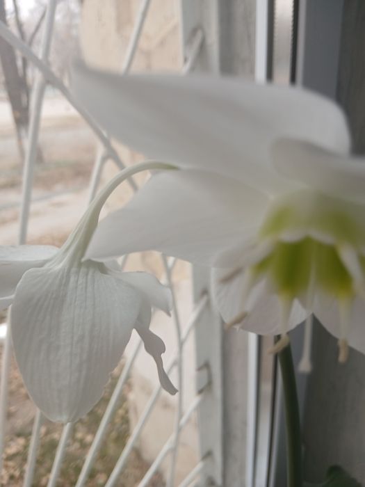 Декабрист. цветущий