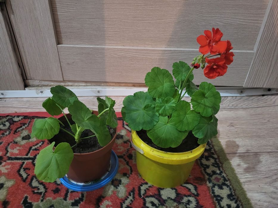 Комнатные цветы 1000т