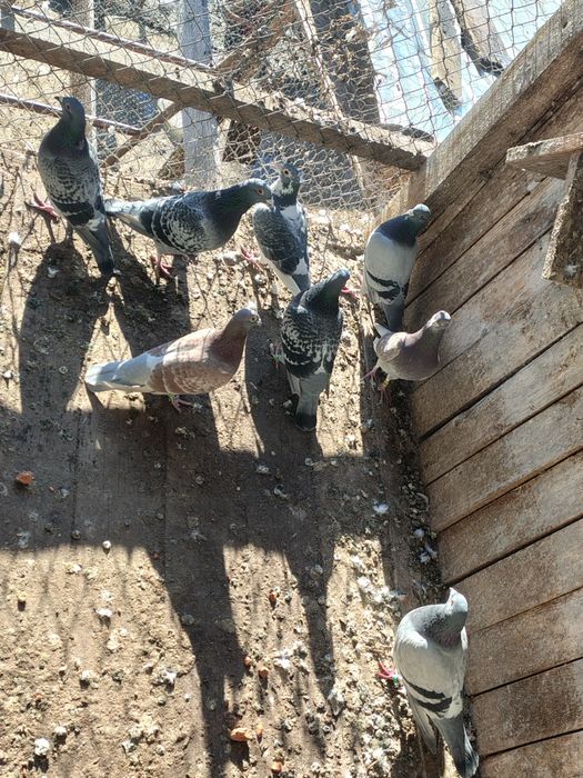 Vând tot ce se vede