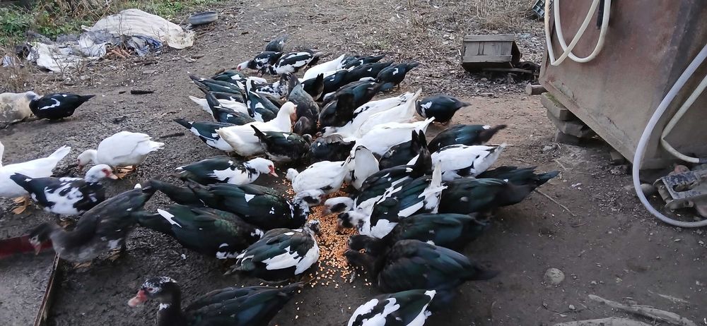 Rațe mute de vânzare, 70 lei bucata