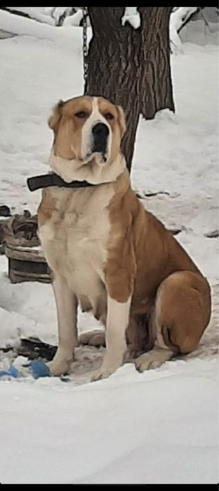 Алабай қаншық сатылады 3-туған.