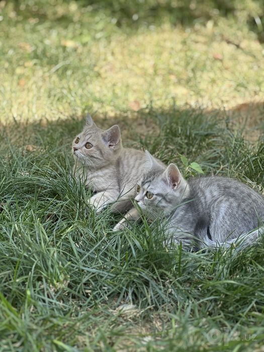 Скоттиш-страйт соглом ва уйинкарок