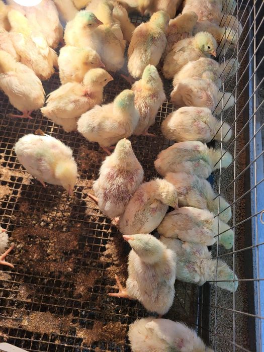 Цыплята бройлеров 3 недельные