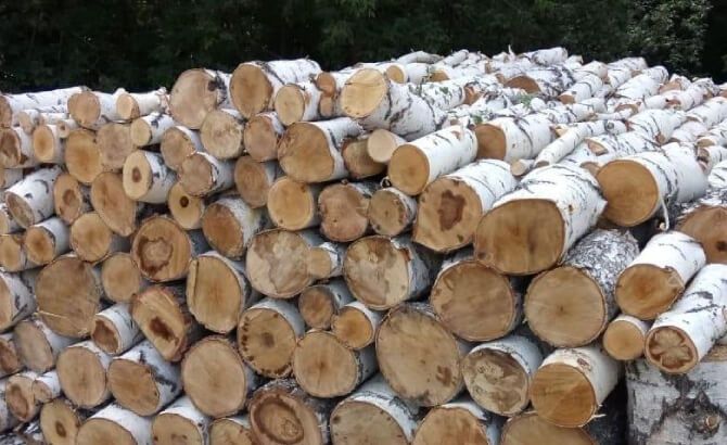 Берёза Сосна  продаю