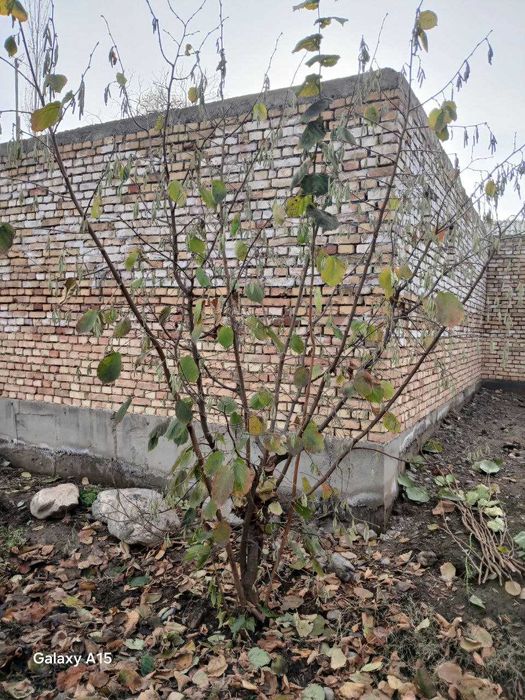 Funduk yong'og'i (фундук е'нгоги) ko'chatlari sotiladi,1 yoshdan 4 yos