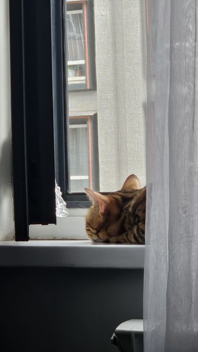 Продам кота Бенгала
