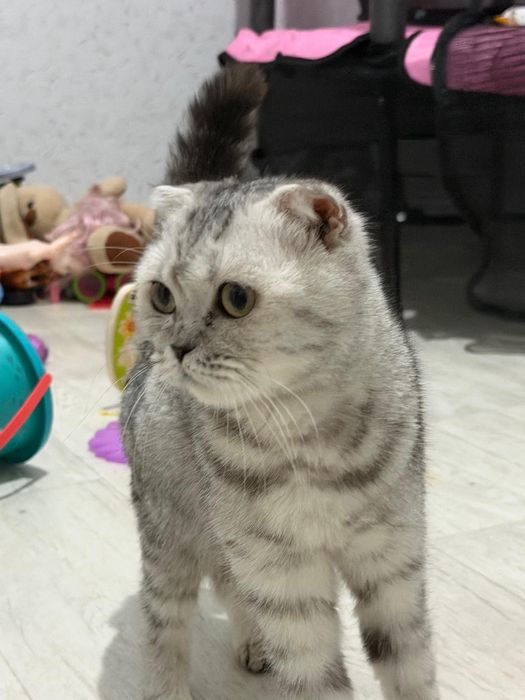 Продам кошечку шотландскую вислоухую
