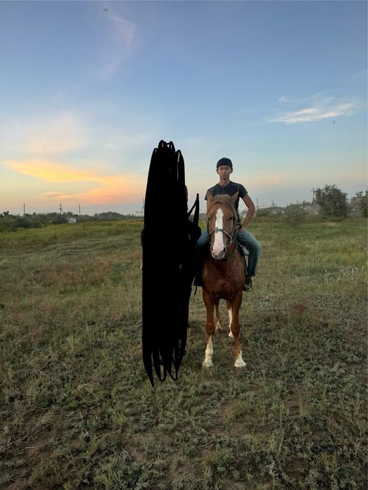 Продается Жеребец