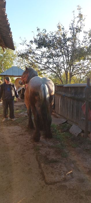 Vand armasar  foarte frumos