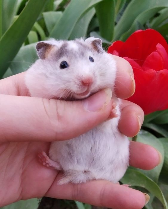 Хомячкки сирийские ручные