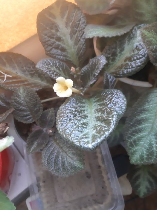 Клеродендрон и Еписция