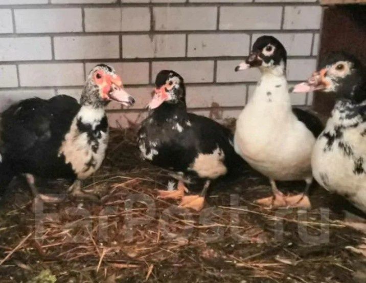 Продам семью индоуток