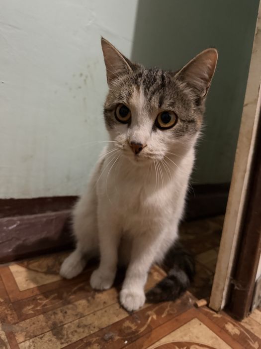 Котенок ищет дом
