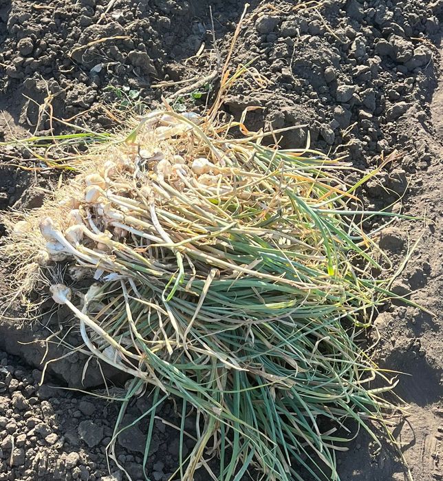 Usturoi romnesc 13 lei kg