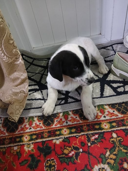 Тоза кучукча кизча яхши одамга берамиз