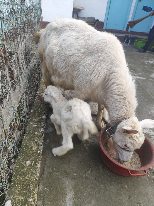 Занен (Заанен) ешкі сатылады