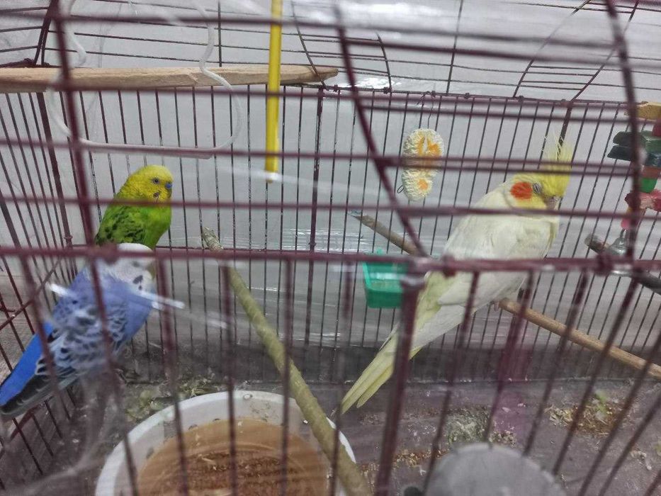 Попугай  корелла волнистый + клетка