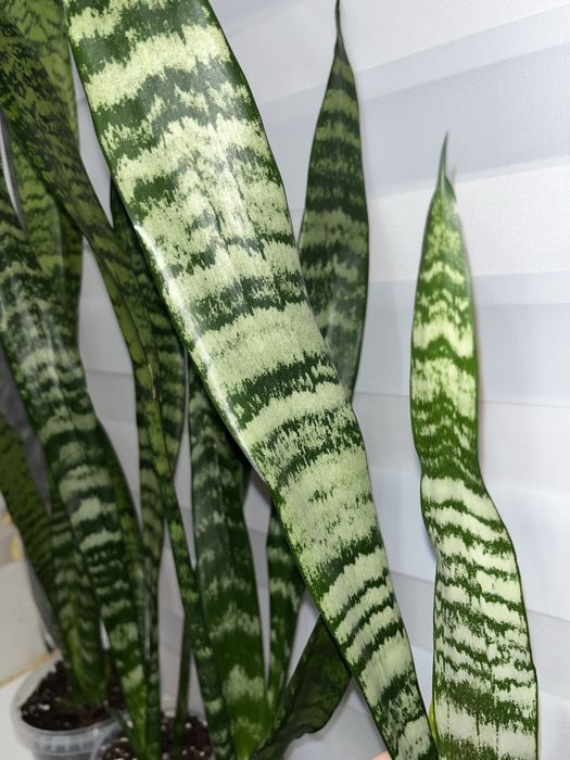 Цветы комнатные. Сансевиерия