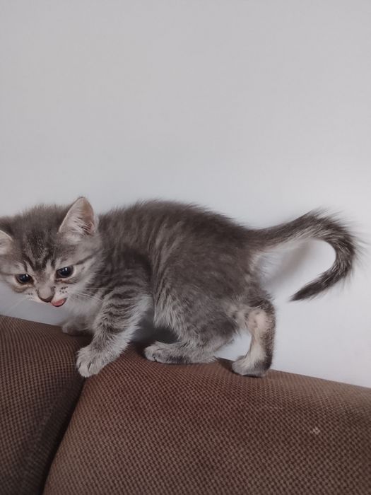 Котята в хорошие руки