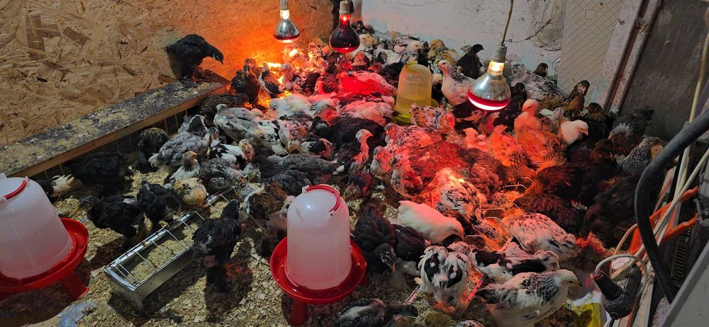 Pui rasă brahma si cochinchina urias