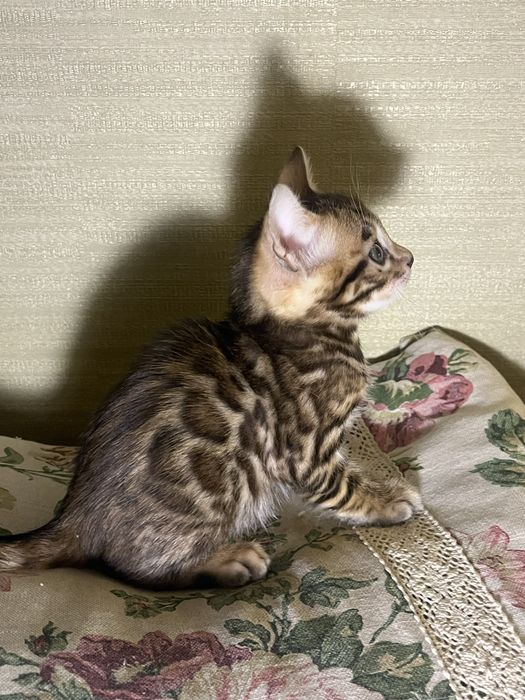 Бенгальский котик