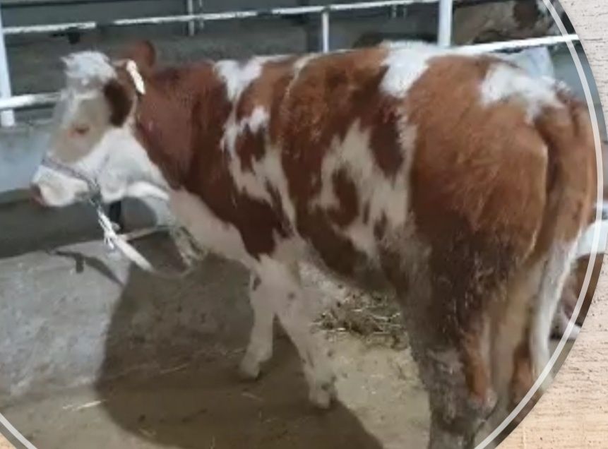 Simmental g‘unojin sotiladi
