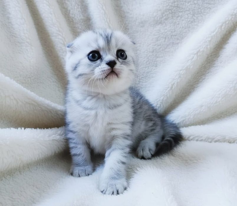 ШоТлаНдские КотЯта висЛоуХие