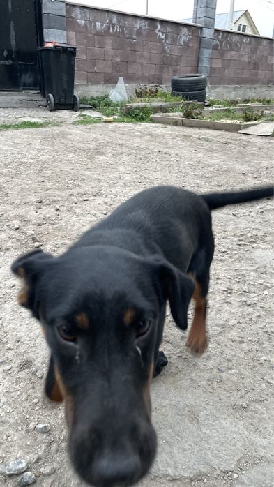 Немецкий ягдтерьер