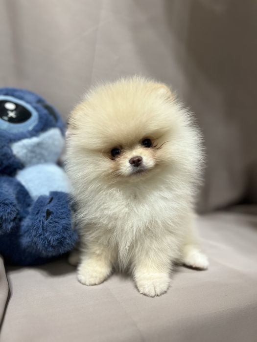 Шпиц, девочка шпиц