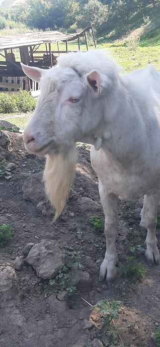 Продается зааненский козель