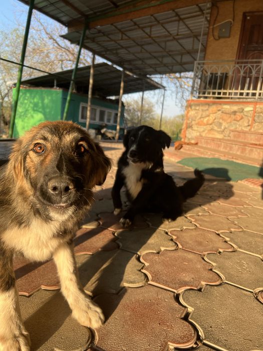 Отдам собак в хорошие руки