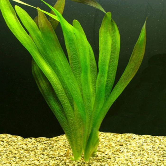 Растения для акварюма и рыбки