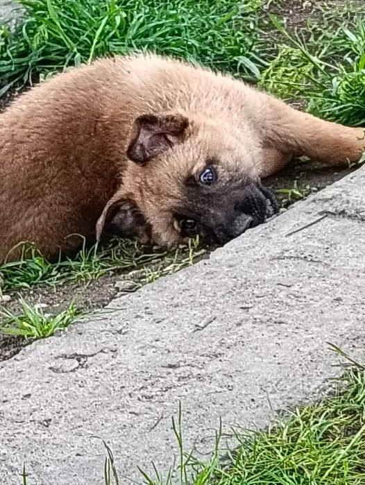 Продам девочку бельгийская овчарка