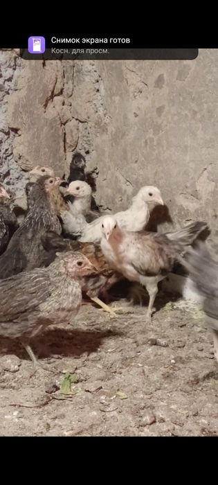 Цыплята от домашних цветных кур