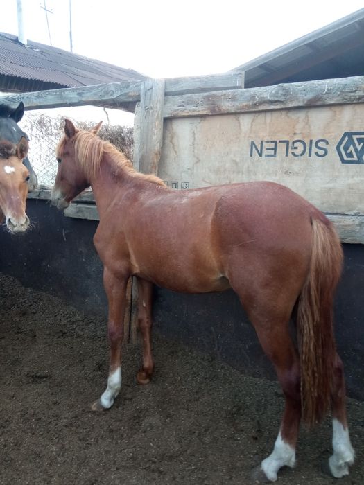 Продам лошадь байтал