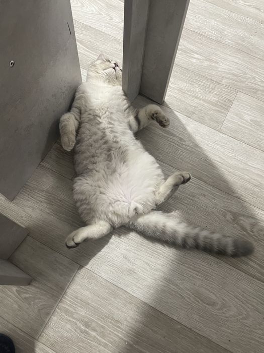 Вязка кошек бесплатно