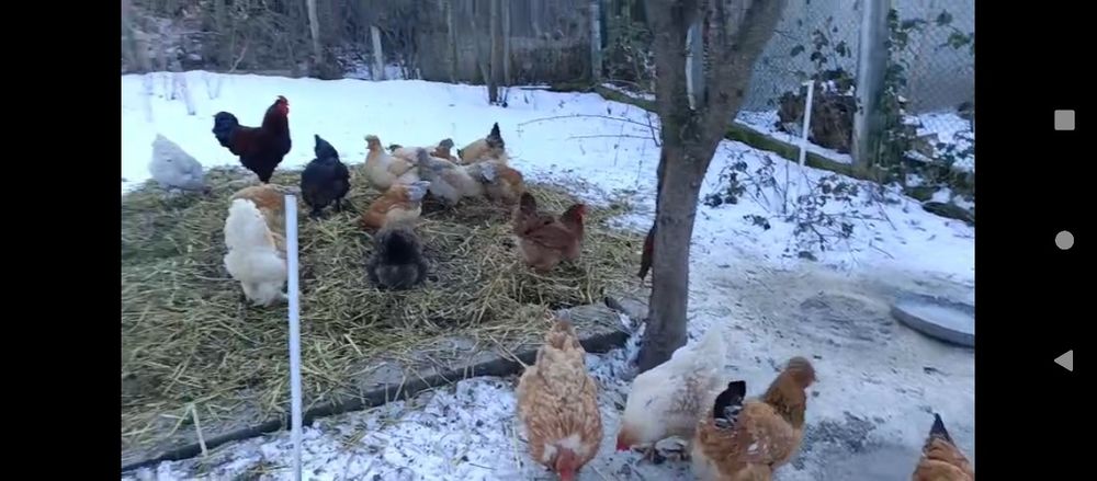 Oua incubat de la gainile din imagine