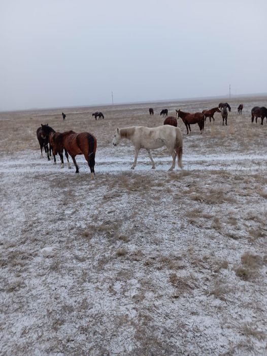 Продам кобылу жерёбую