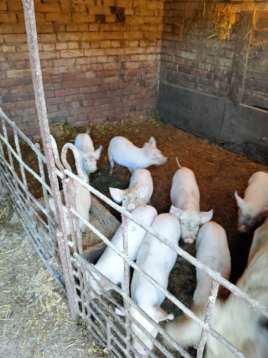 Продавам прасета