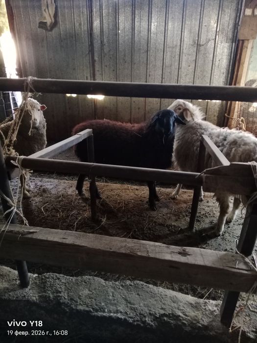 Қой сатамын семіз