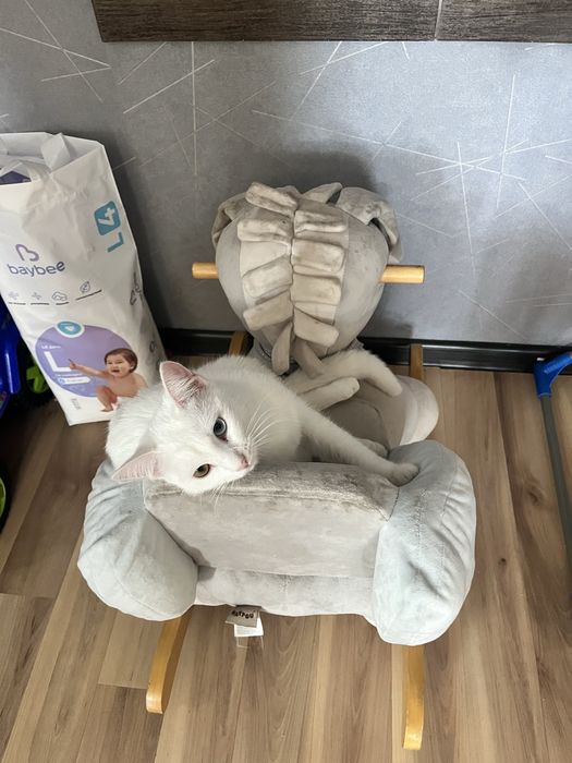 Кошка альбинос в добрые руки