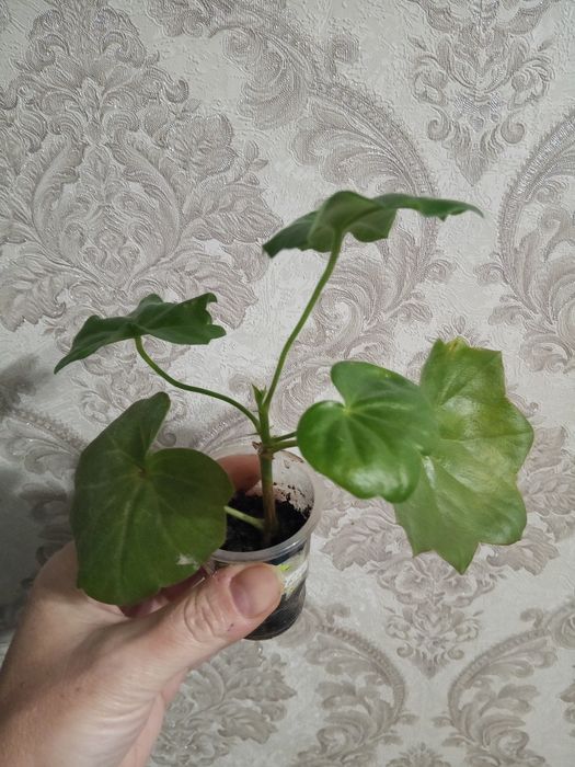 Плющелистная пеларгония