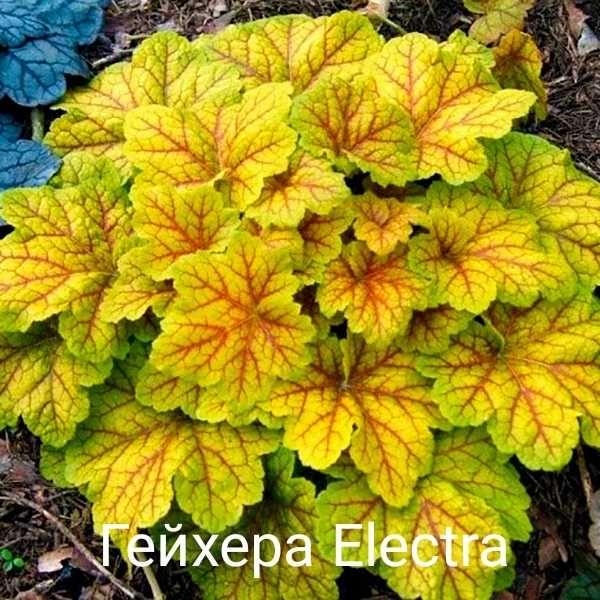 Продам саженцы гейхеры