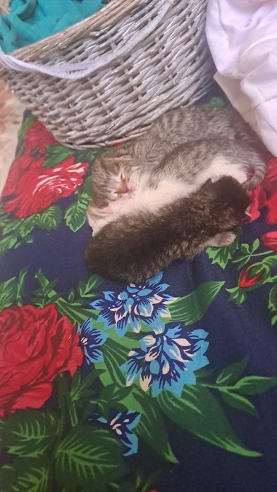 Отдам котят в добрые руки
