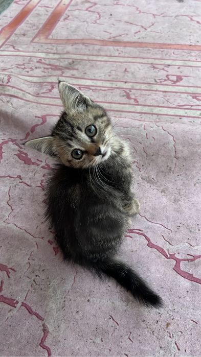 Отдам девочек котят