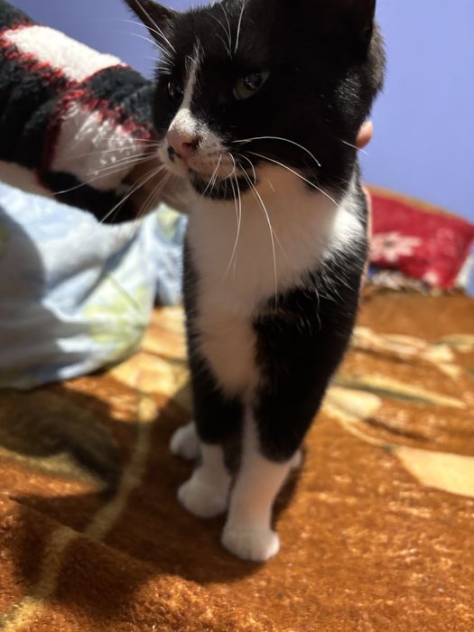 Două pisicute( fetite) spre adoptie