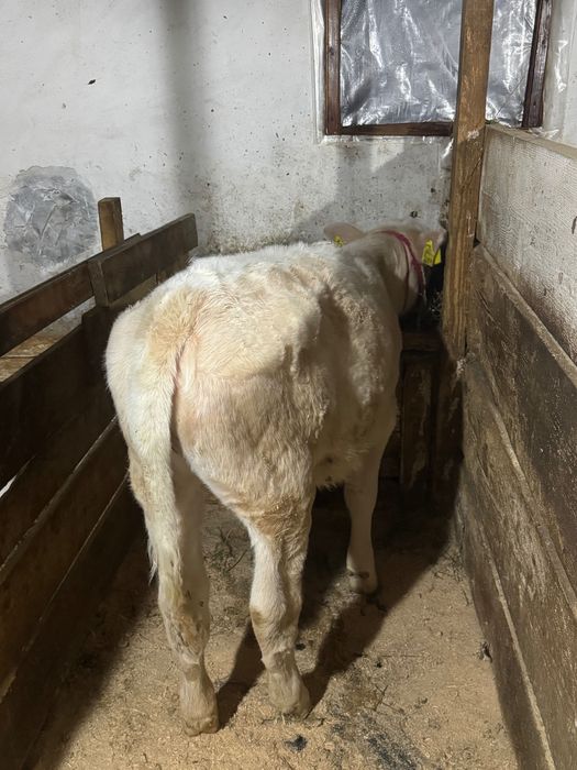 Vand vitica sau schimb cu vitel