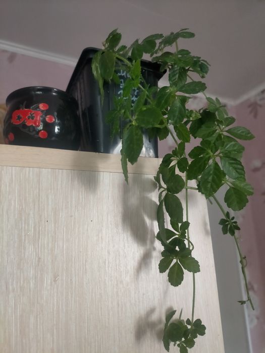 Комнатный виноград-Циссус Стриата.